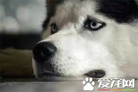 哈士奇拉稀带血可以用庆大霉素么 不能随便使用