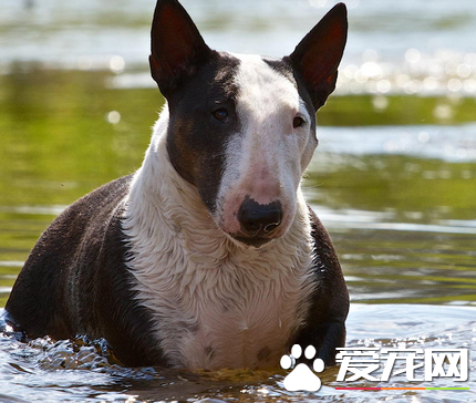 迷你牛头梗吃米饭吗 牛头梗可吃少量的米饭