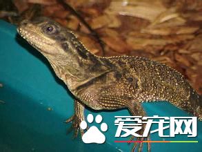 斑帆蜥和王者哪个好 两者都各有各的好处