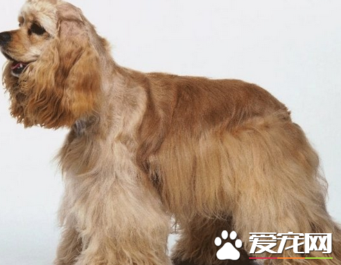 美国可卡犬介绍 美国可卡犬的的品种介绍