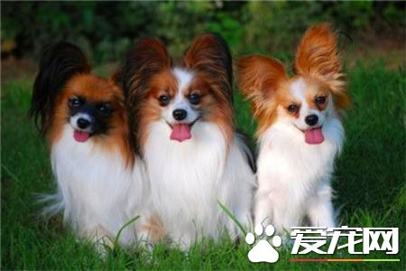 蝴蝶犬看家吗 如何让蝴蝶犬学会看家