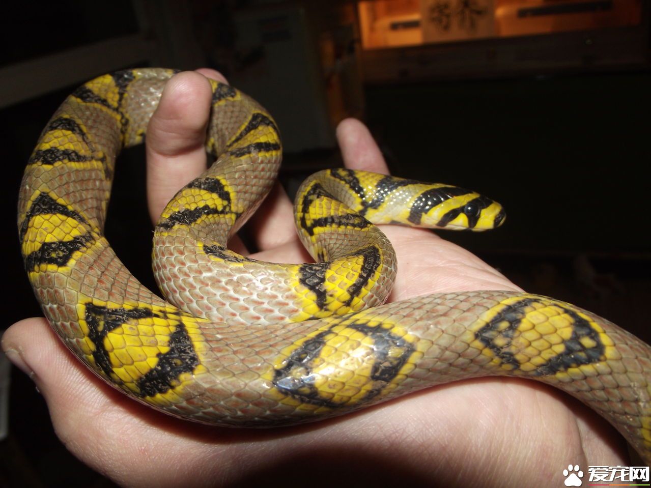 玉斑锦蛇价格 玉斑锦蛇价格在20元左右