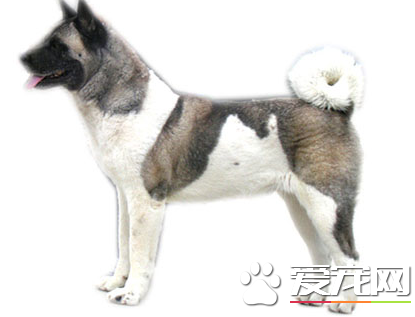 美系秋田犬价格 美系秋田犬多少钱一只