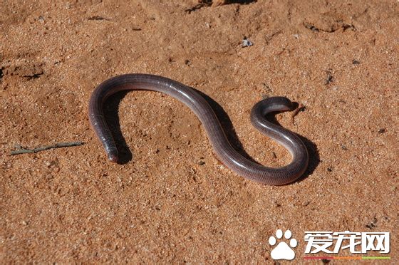 钩盲蛇多少钱 钩盲蛇被列入国家保护动物