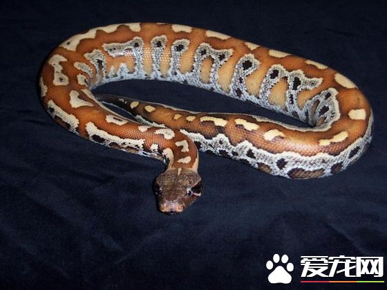 血蟒价格 各地的市场有所不同价格也不相同