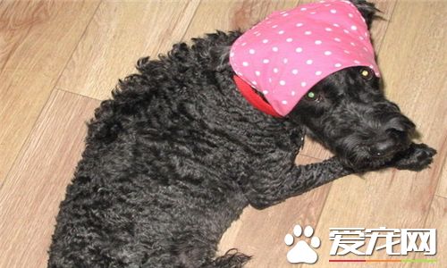 凯利蓝梗多少钱一条 价格在2000到8000元不等