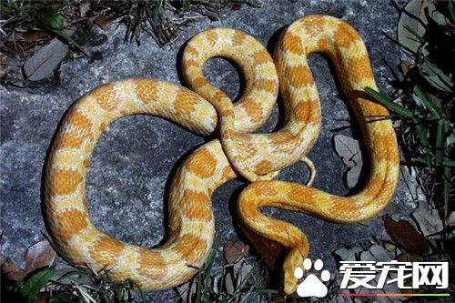 哪里有卖玉米蛇 可以去花鸟鱼市场购买