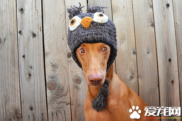 法老王猎犬怎么训练 奖励是犬最喜欢的一种训练方式