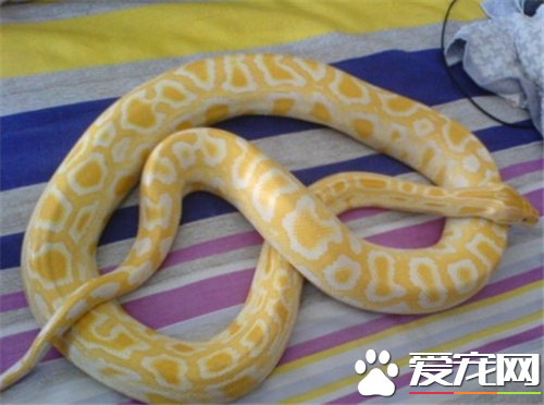 在哪可以买到黄金蟒 属于国家保护动物禁止买卖