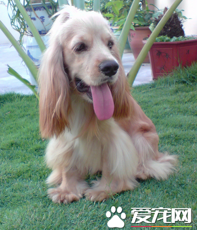 美国可卡犬缺点 对环境有着强烈的好奇心