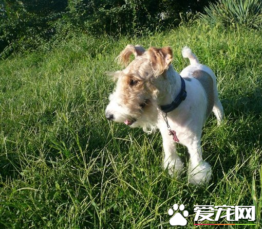 刚毛猎狐梗断尾 尾部太长常会造成伤害