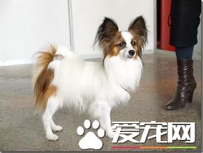 蝴蝶犬拉稀呕吐 可能喂得太多导致的腹泻