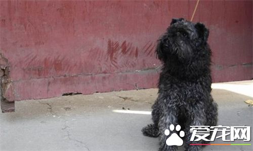 凯利蓝梗多少钱一条 价格在2000到8000元不等