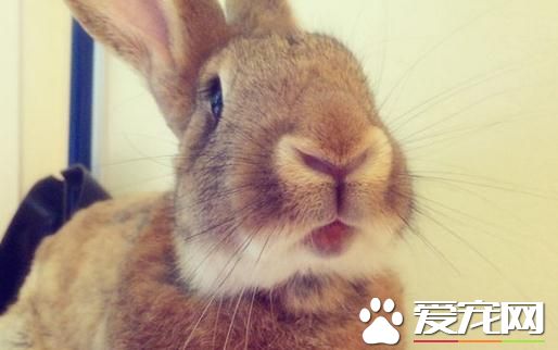 巨型花明兔哪里有卖 可以去花鸟市场购买