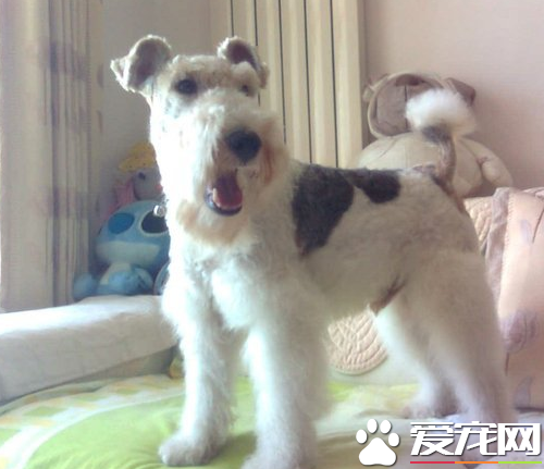 刚毛猎狐梗的驯养方法 可以采用的是诱导法