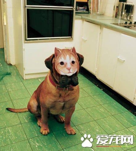 哼哼，我成功的变装，肯定能骗到好吃的