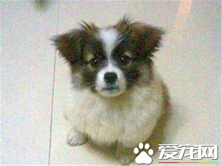 蝴蝶犬凶吗 蝴蝶犬不凶很友好很好亲近