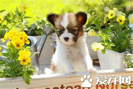 蝴蝶犬训练难度 蝴蝶犬的三种训练方式