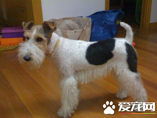 刚毛猎狐梗标准 肩高不应该超过15.5英寸