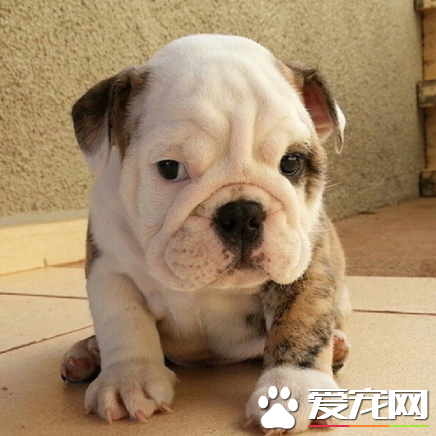 看到我的纹身了吗，哥也是混过的