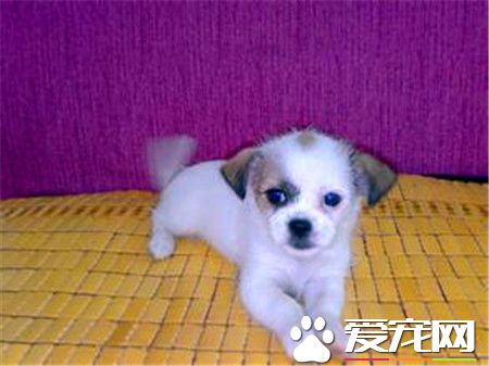 蝴蝶犬怎么训练如厕 蝴蝶犬想上厕所的时候来训练