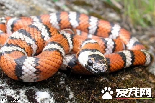 山王蛇有毒吗 山王蛇是有毒的一种蛇类