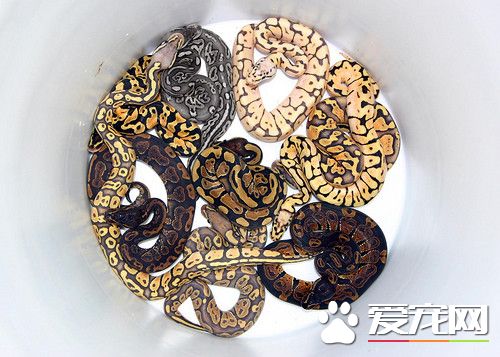 球蟒的寿命 最长命的球蟒可以活到48岁