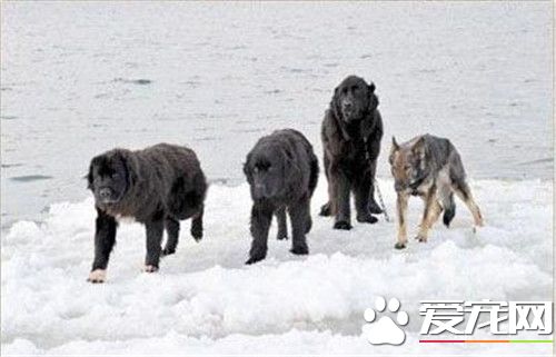 桦太犬在中国有么 其繁殖和饲养只保持在日本