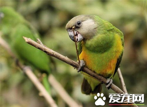 塞内加尔鹦鹉多少钱 价格多在1500到2000之间