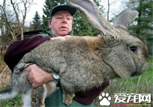 巨型花明兔多少钱一只 大约在500至1500元