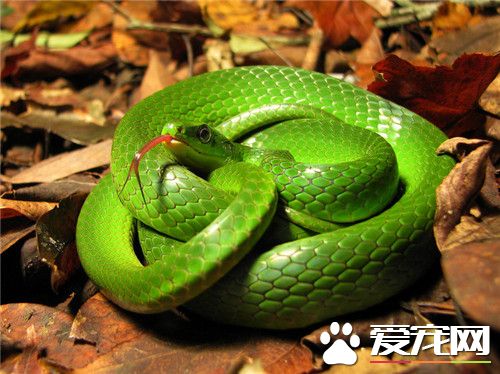 翠青蛇价格 翠青蛇价格 一般都在200元以内