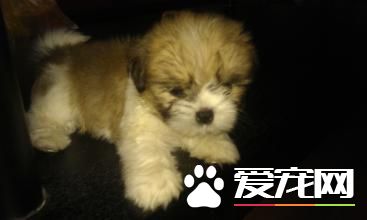 蝴蝶犬习性 蝴蝶犬是最柔弱聪颖的犬种