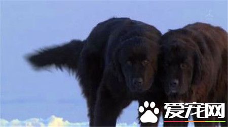 桦太犬是什么品种 一种产于日本的雪橇犬