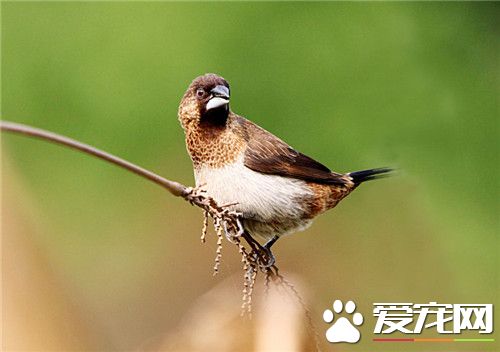 白腰文鸟价格 在不同的地区有不同的价格