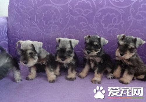 迷你雪纳瑞的性格 迷你雪纳瑞的性格随和