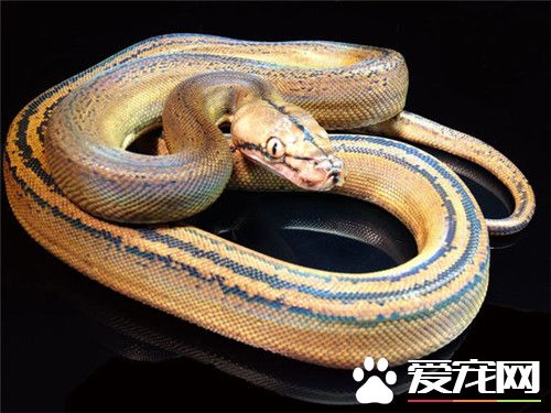 网纹蟒多少钱 网纹蟒价格一般在1000元左右