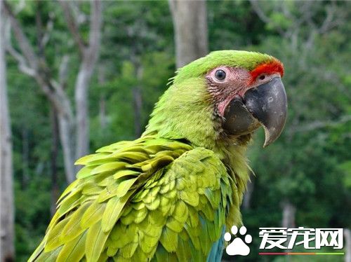 蓝黄金刚鹦鹉多少钱一只 5万元可以入手一只