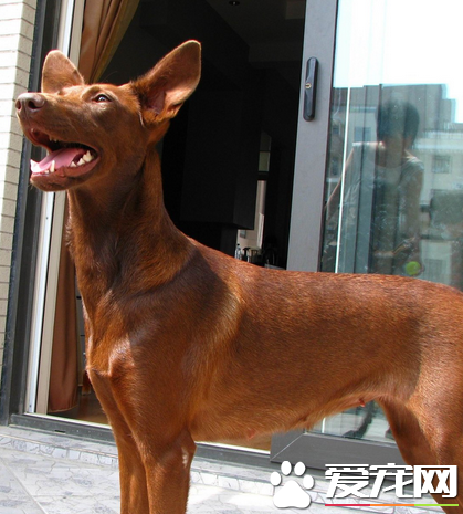 法老王猎犬掉毛程度 掉毛程度几乎没有