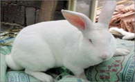 大耳白兔寿命 大耳白兔的寿命在10年左右