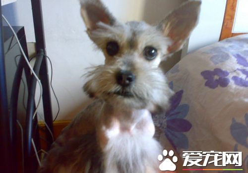 迷你雪纳瑞的习性 迷你雪纳瑞的个性特点