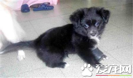 蝴蝶犬幼犬价格 价格一般在1500到2500元左右