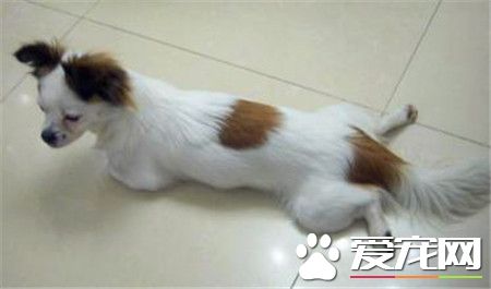 蝴蝶犬怎么训练它立刻跑过来 手势建立条件反射