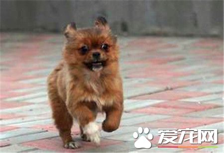 蝴蝶犬幼犬价格 价格一般在1500到2500元左右