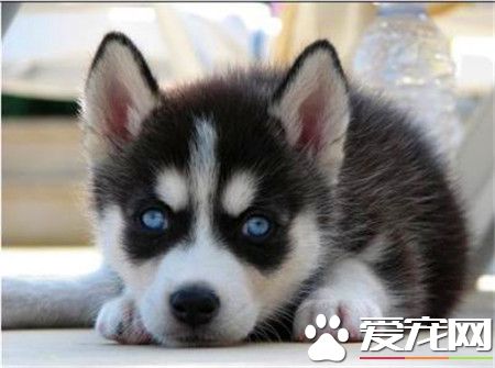 哈士奇犬瘟热能活多久 犬瘟热预防和控制