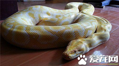在哪可以买到黄金蟒 属于国家保护动物禁止买卖