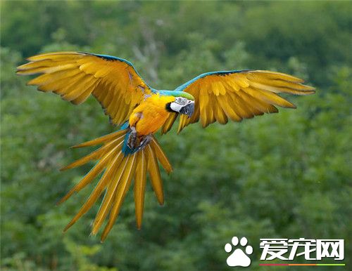 蓝黄金刚鹦鹉多少钱一只 5万元可以入手一只