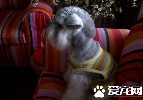 迷你雪纳瑞的训练 最好的办法是经常地夸奖和抚摸