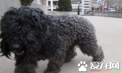 凯利蓝梗凶猛吗 凯利蓝梗是不太凶猛的狗狗