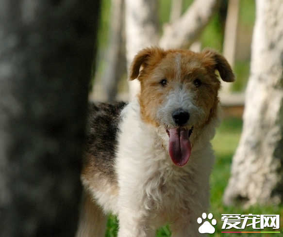 刚毛猎狐梗的驯养方法 可以采用的是诱导法