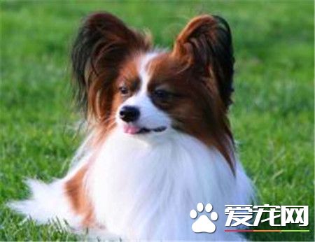 蝴蝶犬怎么挑选 蝴蝶犬挑选技巧有哪些